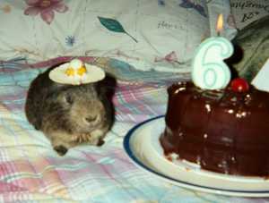 Acorn's Sixth Birthday Party!