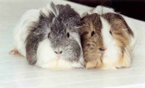 Aubury and Ella Cuddling