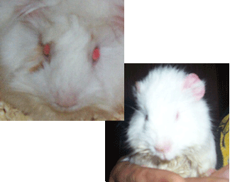 Cotton and Cottonball