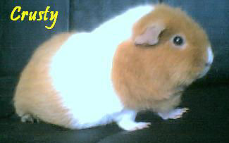 Crusty