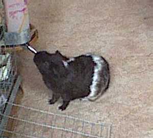 Domino getting a drink during floor time.