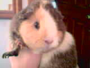 Hero, beloved and great guinea pig