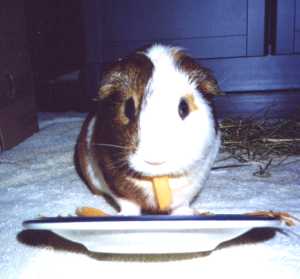 Milton enjoying a treat.