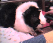 Oreo's Favorite Spot