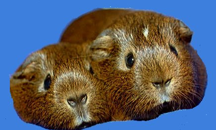 Honeybear (L) and Penny (R)