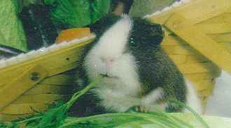 Piggy eating Lettuce