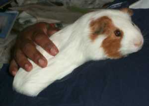 Tigger on Dad's Chest