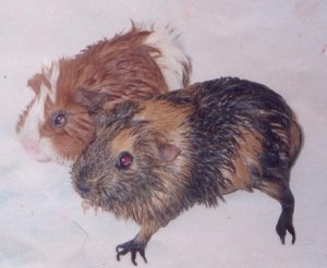 Zoe (top) and Coffee